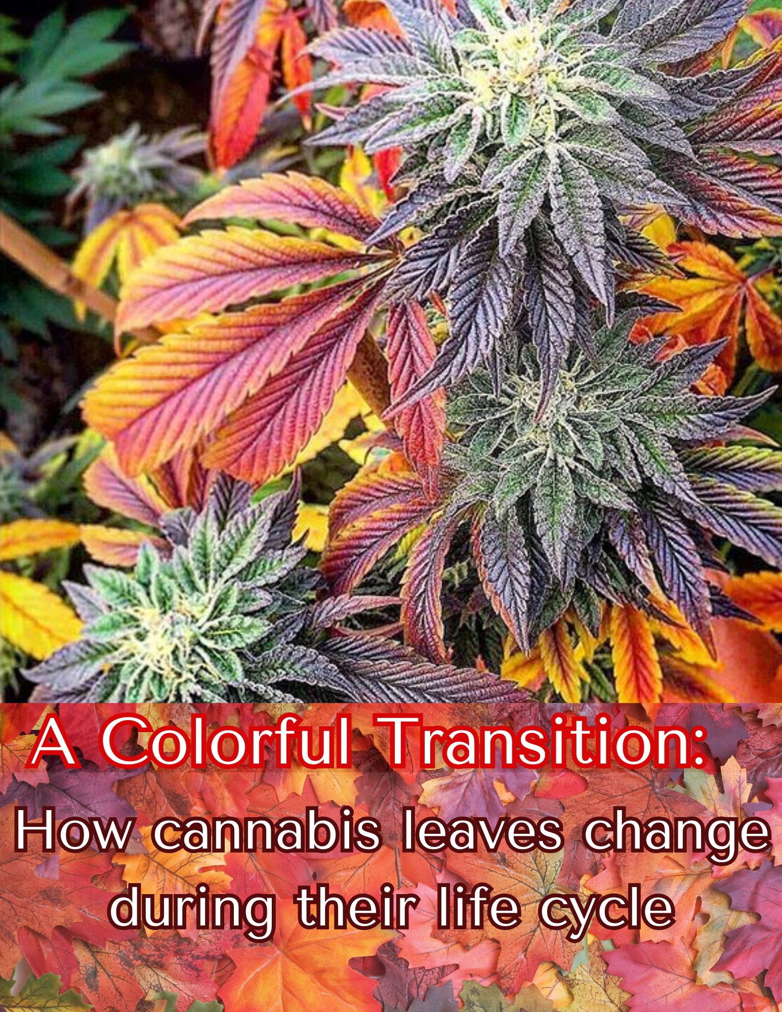 Cannabis Leaf Changes